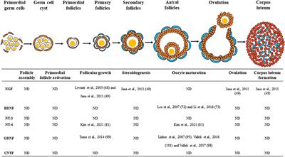 Neurotrophic factors in the porcine ovary: Their effects on follicular growth, oocyte maturation, and developmental competence
